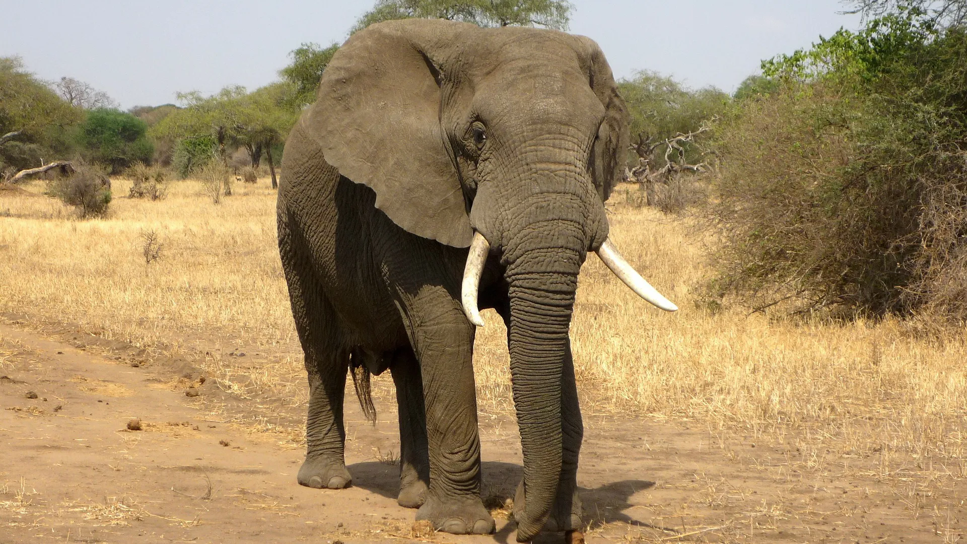 Elefant_c._Pixabay